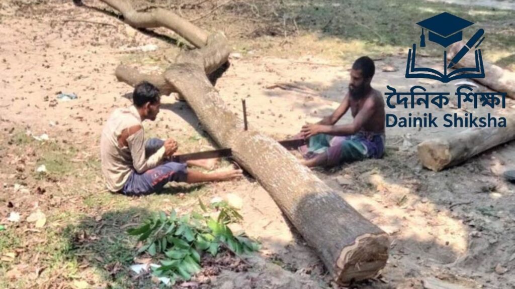 সরকারি কলেজের গাছ বিক্রি – টেন্ডার ছাড়াই নিয়ে চাঞ্চল্য সরকারি কলেজের গাছ বিক্রি - টেন্ডার ছাড়াই নিয়ে চাঞ্চল্য